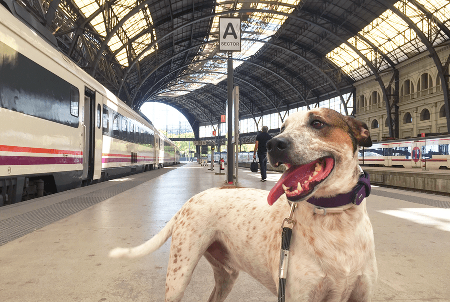 Cu animalul de companie în transportul public din Valencia, pe tren și autobuzele de lungă distanță